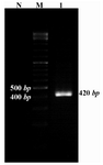 Figure 3. Gel electrophoresis of RT-PCR products. RT-PCR was performed for amplifying 420 bp fragment using Mtb32C specific primers.  Lane 1 correspond to the RT-PCR result; M= 100 bp DNA size marker; N= non transformed bacteria as a negative control of expression