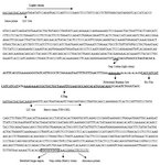 Figure 1. Polycisronic construction for cloning and expression of HuMAb4D5-8 F(ab')2 fragment gene in pET32Ek/LIC vector. Sense and antisense primers were added to the 5' and 3' ends of target construct to generate vector-compatible overhangs. The sense primer encodes the last four amino acids of the enterokinase (EK) cleavage to express the target protein on native form. Ribosomal Binding Site (RBS) is for efficient initiation of translation. His•Tag and S•Tag were used for simple detection and purification of target protein. Stop codons are used to terminate transcription of light and heavy chains. TGCGCCGCG is modified hinge region to encode CAA amino acids instead of multiple cysteines