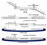 Figure 2. Diagram of the Ek-LIC strategy. After amplification with vector-specific primers that include the indicated 5' LIC extensions, the PCR insert is treated with recombinant T4 DNA Polymerase (+dATP), annealed to the vector, and the resultant nicked, circular Ek-LIC plasmid is transformed into competent E.coli. (User's Manual of Ek/LIC Kit)