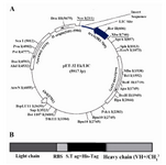 Figure 4. Expression vector for HuMAb4D5-8 F(ab')2. 
A) Expression cassette of pET-32 Ek-LIC/HuMAb4D5-8 F(ab')2. The F(ab')2 fragment was cloned at the LIC site. B) The F(ab')2 fragment is shown in polycistronic construct
