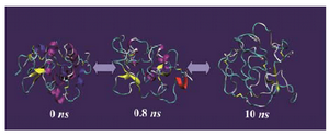 Figure 3. Molecular dynamics simulation of IgG binding domain of protein G (PDB code 1PGB) solvated in 4.4 M urea in water at 500 ºK for 10 ns using GROMOS-96 force field parameters. The non-protein molecules (i.e. water and urea) are not shown for the sake of clarity