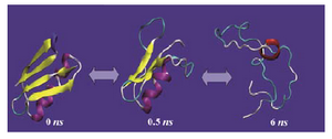 Figure 4. Molecular dynamics simulation of lysozyme (hen egg white) (PDB code 1AKI) solvated in 4.4 M urea in water at 500 ºK for 10 ns using GROMOS-96 force field parameters