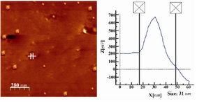Figure 1. Representative AFM image of nanoparticles synthesized from different plant species (Citrullus colocynthis and Suaeda monoica) using callus and leaf extracts. Despite originating from distinct plant sources, the nanoparticles exhibit uniform morphology and an average size of ~31 nm. The consistency in nanoparticle size and shape supports the reproducibility of the synthesis process.