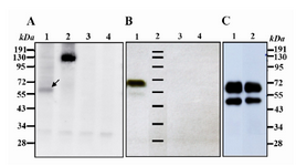 Figure 2. Western blot analysis using goat anti human Ror1 at non-reducing conditions. A) Lane 1: CHO cell line transiently transfected with Ror1-ECD construct. The arrow shows a weak band of around 60 kDa. Lane 2: CHO cells transfected with full-length Ror1 construct as a positive control. Lane 3: CHO-transfected with pCMV6-Neo empty vector. Lane 4: Untransfected CHO cells B) Lane 1: cell lysate from a stable CHO transfected with Ror1-ECD. A weak band ~ 55kDa appears which may represent the unglycosylated variant. Lane 2: Protein marker. Lane 3: CHO transfected with pCMV6-Neo empty vector. Lane 4: Untransfected CHO cells. 
C) Two final clones obtained after cell cloning of stable transfectants. Lane 3: protein marker
