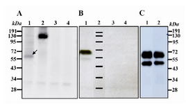 Figure 2. Western blot analysis using goat anti human Ror1 at non-reducing conditions. A) Lane 1: CHO cell line transiently transfected with Ror1-ECD construct. The arrow shows a weak band of around 60 kDa. Lane 2: CHO cells transfected with full-length Ror1 construct as a positive control. Lane 3: CHO-transfected with pCMV6-Neo empty vector. Lane 4: Untransfected CHO cells B) Lane 1: cell lysate from a stable CHO transfected with Ror1-ECD. A weak band ~ 55kDa appears which may represent the unglycosylated variant. Lane 2: Protein marker. Lane 3: CHO transfected with pCMV6-Neo empty vector. Lane 4: Untransfected CHO cells. 
C) Two final clones obtained after cell cloning of stable transfectants. Lane 3: protein marker
