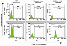 Figure 3. Cell surface staining of stably transfected CHO cells. Upper panel: Goat serum used as primary antibody. Lower panel: Goat anti-Ror1 polyclonal antibody used as primary antibody. The secondary antibody in all samples was FITC-conjugated anti-goat antibody