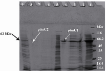 Figure 1. Electrophoresis of the expressed phaC1 and phaC2 proteins on 12% SDS-PAGE. 1) Protein marker; 2) Total protein from induced E.coli BL21(DE3) containing pET-phaC1; 3) Total protein from induced E.coli BL21 (DE3) containing pET-phaC1 after incubation with NiNTA His Bind resin; 4) Purified his-tagged phaC1 protein formNi-NTA His Bind resin; 5) Total protein from induced E.coli BL21(DE3) containing pET15b without insert; 6) Total protein from induced E.coli BL21(DE3) containing pET15b without insert after incubation with Ni-NTA His Bind resin; 7) Purified sample from induced E. coli BL21 (DE3) containing pET15b without insert; 8: Purified his-tagged phaC2 protein form Ni-NTA His Bind resin; 9) Total protein from induced E.coli BL21(DE3) containing pET-phaC2 after incubation with Ni-NTA His Bind resin