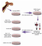 Figure 1. Schematic representation of experimental design during SSC-like cells differentiation stage from purified PGC-like cells 