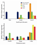 Figure 2. Real time-PCR analysis. The profile of mean cali-brated specific germ line and pluripotency genes expression (y-axis) was shown in designed different groups (x-axis) for derivation of SSC-like cells. mRNA levels were normalized with respect to β actin, chosen as an internal control. Perimordial germ cell (PGC)-like cell purified was calibrator. Differentiation stage started with PGC-like cells. Histograms show mean expression values (±SD, n=3; p<0.05). α: signifi-cant difference with other groups. Cocktile component of LIF, bFGF and RA. Sertoli was used as feeder cells