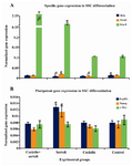 Figure 3. Real time-PCR analysis. The profile of mean normalized specific germ line and pluripotency genes ex-pression (y-axis) was shown in designed different groups (x-axis) for derivation of SSC-like cells. mRNA levels were normalized with respect to β actin & β2m, chosen as internal controls. Histograms show mean expression values (±SD, n=3; p<0.05). α, β: significant difference with other stages in same genes. SSC: Spermatogonial stem cells. Cocktile com-ponent of LIF, bFGF and RA. Sertoli was used as feeder cells 