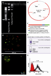 Figure 4. Schematic representation of the Stra8-CD4HLAglo fusion gene, A) RT�PCR analysis 1.4 kb promoter region of mouse Stra8 gene linked to the coding region of human CD4 in positive bacterial colony. B) Schematic representation map of vector. C) Map of CD4HLAglo construct. D) A fluorescent microscopic picture of CD4 positive cells (lymphocyte cells). E) Schematic figure of isolation of human lymphocyte cells as a CD4 positive cells. F) A fluorescent microscopic picture of CD4 positive cells after purification. G) Flow cytometric of purified CD4 positive cells