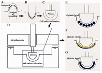Figure 1.  Study design for development of biomimetic bio-reactor and scaffolding methods. A) Schematic sketch of natural TMJ, temporal and mandibular bones. B) Modifica-tion of TMJ as desired shape. C) Design of culture chamber and piston as TMJ analogue. D) Sketch of closed cell culture system including piston. E) Culture of alginate/chondrocyte beads in bioreactor. F) Culture of alginate/chondrocyte sheets in bioreactor. G) Culture of alginate/chondrocyte mold in bioreactor