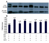 Figure 8. Increased levels of p53 protein in the presence of LiCl. DU145 cells were seeded in 6 wells plates overnight and then treated without or with antineoplastic and LiCl alone or in combination at indicated doses for 48 hr. p53 were assessed as described in the text. -actin blot served as loading control. Data are from three independent experi-ments