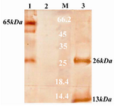 Figure 3. Western blotting of recombinant CTB and its immunogenicity by polyclonal anti-CTB antibodies. Lane 1: purified CTB prepared under non-denaturing conditions; Lane 2:  supernatant of pQE30 transformed bacteria; Lane 3:  purified CTB prepared under denaturing conditions; Lane M: standard protein size marker (kDa)   