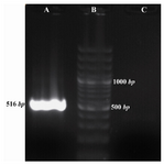 Figure 1. Amplification of APN using exon junction primers. A) 516 bp fragment amplified with exon junction primers, 
B) 100 bp DNA Ladder, C) Negative control
