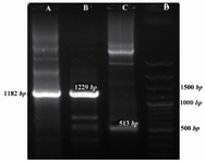 Figure 2.  PCR Amplification of APN in Anopheles stephensi using conserved primers. A) 1182 bp, B) 1229 bp, C) 513 bp sequences covering the mid-region of APN, D) 100 bp DNA ladder
