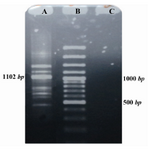 Figure 4. Amplification of APN in Anopheles stephensi using specific primers. A) 1102 bp amplified mid-region of APN, B) GeneRuler™ 100 bp plus DNA ladder, C) Negative control
