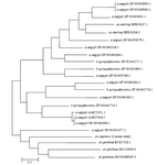 Figure 5. Phylogenetic tree constructed based on amino acid sequence of APN in Anopheles stephensi and other APN-related sequences in GenBank by Maximum Likelihood method using Mega5 software