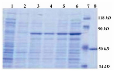 Figure 1. 10% SDS-PAGE; fusion GST-SK expression in E.coli, BL21 PLYsS: Lane 1: Pre-induction. Lane 3: 2 hr, Lane 4: 4 hr, Lane 5: 6 hr and Lane 6: 8 hr post-induction. Lane7: Protein marker (Fermentas SM0441). Lane 8: Pure SK