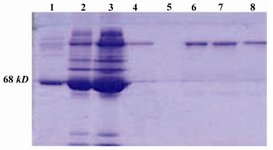 Figure 3. 10% SDS-PAGE; purification of anti-SK from rabbit sera, Lane 1: BSA, Lane 2: Flow-through, Lane 3: serum, Lanes 4, 6, and 7: Pure anti-SK, Lane 8: IgG