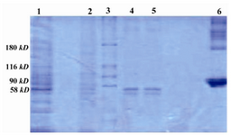 Figure 4. 10% SDS-PAGE; purification of SK from H46a, by immunoaffinity column Lane 1: Cultured H46a, Lane 2: Flow-through, Lane 3: Protein marker, Lane 4 and 5: Purified SK, Lane 6: BSA