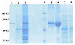 Figure 5. 10% SDS-PAGE; purification of recombinant fu-sion GST-SK from E.coli, by immunoaffinity column. Lane 1: Purified GST-SK 73 kD, Lane 2: Flow-through, Lane 3: Sonicate of E.coli, Lane 4: Protein marker (Fermentas SM0441), Lane 5: Hand made marker (Reduced IgG and BSA), Lane 6: BSA, Lanes 7 and 8: Non-transformed E.coli