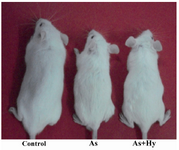 Figure 2. A representative photograph of one from each group (as indicated) after 8 weeks of arsenic exposure