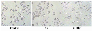 Figure 4. Arsenic induces morphological change of RBC. Mice blood was collected and slides were prepared and observed under microscope. Photographs were taken at 40X resolution