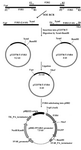 Figure 2. Schematic representation of PCR amplification of PPARγ1 promoter region by SOE-PCR and subcloning into pDB2 reporter vector