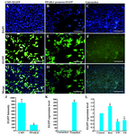 Figure 4. Assessment of the functional activity of PPARγ1 promoter. Transiently transfected CHO cells by pDB2 vector (A, D, G) and pDB2-PPARγ1 promoter vector (B, E, H) and untransfected cells (C, F, I). As shown in this figure, the cloned fragment was bona fide part of PPARγ1 promoter region with a weaker activity than CMV promoter. Nuclei counterstaining with DAPI (upper panel), EGFP fluorescence (middle panel), merged figures (lower panel) are shown. J) Comparison of PPARγ1 promoter activity with CMV promoter using flow cytometry as indicated PPARγ1 promoter is a weaker promoter than CMV. K) EGFP expression level in stably transformed mESCs by pDB2-PPARγ1 promoter vector compared with untransfected cells showing functional activity for PPARγ1 promoter. L) Treatment of stably transfected mESCs by Rosiglitasone (Rosi: 5 µM) or GW9662 (GW: 10 µM) or Calcitriol (VD:10-8 M) as described in materials and methods. As predicted at this promoter region (Table 2), there were response elements for VDR-RXR and PPAR-RXR heterodimers and PPARγ homodimer binding sites (Figure 1C). EGFP expression levels in these cells were compared with untreated stably transformed mESCs by pDB2-PPARγ1 promoter by real time PCR. In this study, treatment of stably transfected mESCs by Rosiglitasone and GW9662, increased and decreased PPARγ promoter activity 1.5 and 0.5 fold, respectively. Moreover, vitamin D reduced PPARγ1 promoter regulated EGFP expression in neural precursor cells (approximately 40%). Scale bar is 200 µm