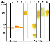 Figure 2. Immunoblot analysis of 3F2D8 monoclonal antibody reactivity with human IgG subclasses. Lanes 1 to 4  represent reduced  forms of  IgG1, IgG2, IgG3 and IgG4  paraproteins, respectively. Lanes 5 to 7 represent non reduced forms of whole molecule, Fab and Fc fragments of IgG1. Lanes 8 to 10  represent non reduced forms of IgG2, IgG3 and IgG4 paraproteins, respectively 