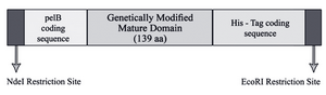 Figure 1. Schematic representation of designed cassette gene. His -Tag coding sequence was engineered to the C-terminal of the construct in order to facilitate purification using Ni-NTA technology