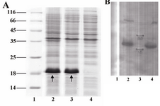 Figure 3. A) SDS-PAGE analysis of a recombinant clone producing novel mutant. Lane 1, Protein marker SM0671; lanes 2, 3, two and four hours samples (post induction); lane 4, pre-induction sample. Arrows indicate the bands related to the pre-protein (pelB-hB2BMP-7). B) Western blot analysis of recombinant protein. Lane 1, pre-induction sample; lanes 2, 4, two and four hours samples (post induction); lane 3, Protein marker