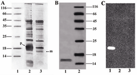 Figure 4. A) SDS-PAGE analysis of the periplasmic extract and cell-pellet fraction. Unprocessed pre-protein (~18 kDa) and processed mature protein (~16 kDa) are indicated as (p) and (m) respectively.  Lane 1, Protein marker SM0671; lane 2, Cell-pellet fraction; lane 3, Periplasmic extract, B) SDS-PAGE analysis of the purified protein. Lane 1, Concentrated purified mutant; lane 2, Protein marker, C) Western blot analysis of the mutant, Lane 1: purified mutant; lane 2: Protein marker; lane 3：pre-induction sample as negative control