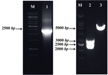 Figure 1.  Detection of the recombinant plasmid pTZ57R vector-LPG3 by PCR and restriction enzyme digestion: amplified LPG3 gene (Lane 1), restriction analysis of pTZ57R-LPG3 vector (Lane 2), undigested vector (Lane 3), and 1 kb DNA size marker (Lane M). The products were electrophorased on 1% agarose gel