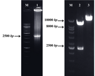 Figure 2.  Detection of the recombinant pLEXSY-LPG3 vector by PCR and restriction enzyme digestion: amplified LPG3 gene (Lane 1), restriction analysis of pLEXSY-LPG3 vector (Lane 2), undigested vector (Lane 3), and 1 kb DNA size marker (Lane M). The products were electrophorased on 1% agarose gel