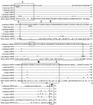 Figure 3. Sequence alignment of the deduced amino acid sequence of L.infantum LPG3 with other related proteins. The sequences were aligned with CLC protein workbench 5.5.1 software. The identical residues are indicated by dots. The boxes indicate the signal sequence at the N-terminus (box I), ATPase_c domain (box II), dimerization domain (box III), and the C-terminal ER retention signal (box IV). The GXXGXG motif (grey letters in box II) is also conserved in all Hsp90 family proteins. Potential N-linked glycosylation sites are indicated by gray underlines and protein kinase C phosphorylatin sites are marked by asterisks. Hyphens represent the introduced gaps for the optimum alignment.