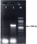 Figure 4. Confirmation of genomic integration into the ssu locus of Lizard Leishmania by diagnostic PCR with the forward LPG3 and ssu reverse primers: transfected cells with pLEXSY-LPG3 vector (Lane 1), wild type cells (Lane 2), and 1 kb DNA size marker (Lane M). The products were electrophorased on 1% agarose gel