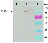 Figure 5. Western blot analysis of the transfected Leish-mania cells lysate: lysate of wild type cells (Lane 1), lysate of cells transfected with pLEXSY-LPG3 expression vector blotted with anti-His tag monoclonal antibody (Lane 2), and molecular weight markers (Lane 3)