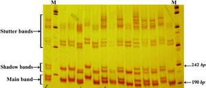 Figure 1. Band pattern of D13S153 marker on 12% poly-acrilamide gel. The first lane in the right side is marker VIII (Roche)