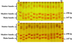 Figure 2. Band pattern of D13S128 marker on 12% poly-acrilamide gel. The first lane in the left side is marker VIII (Roche) and the first lane in the left side is 100 bp marker (Fermentase)